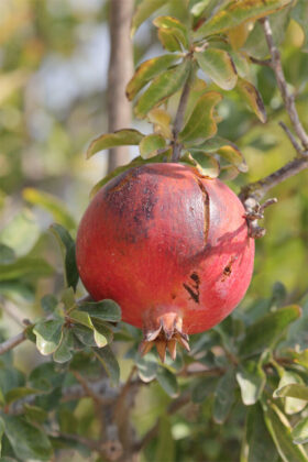 Pomegranate