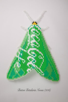 petefish_image_2